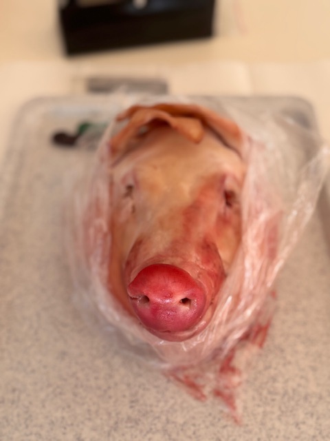 Zanimljiva anatomska radionica u našoj školi